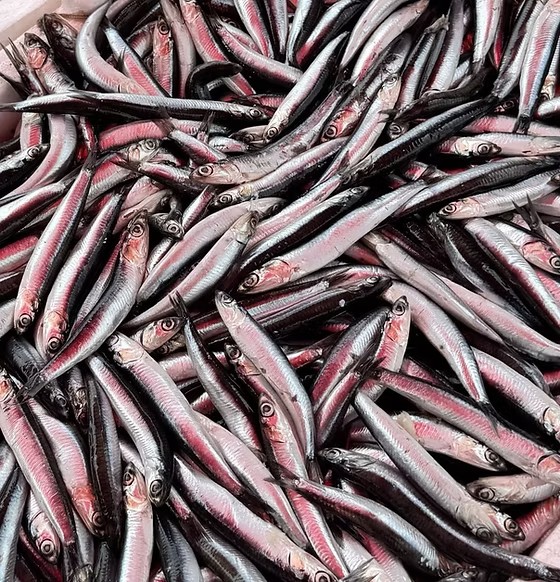 Anchois Frais
