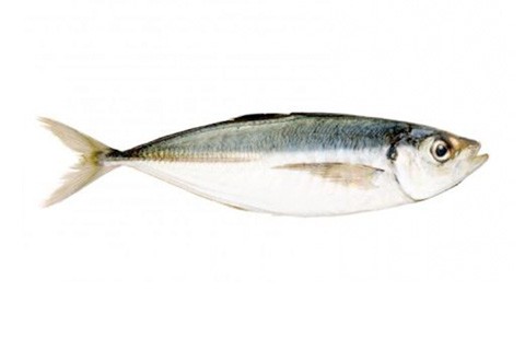 Chinchard Frais